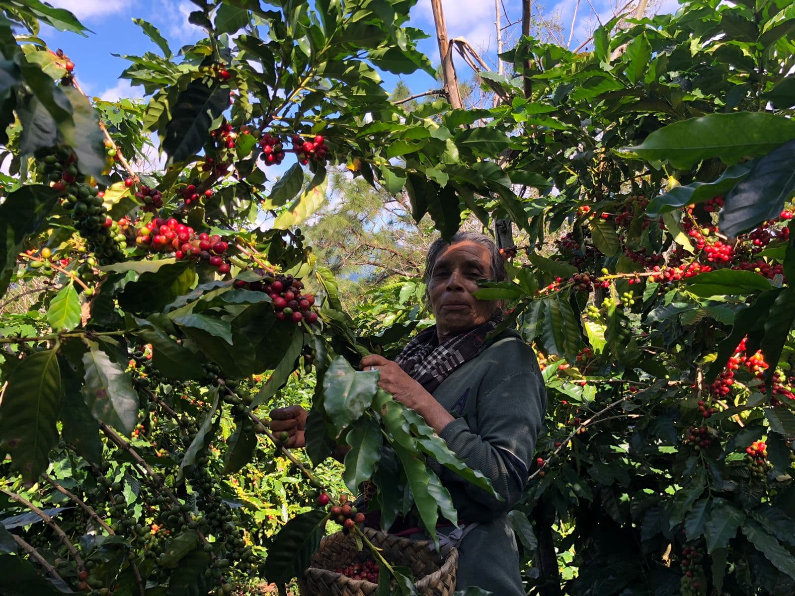 Proceso del café mexicano